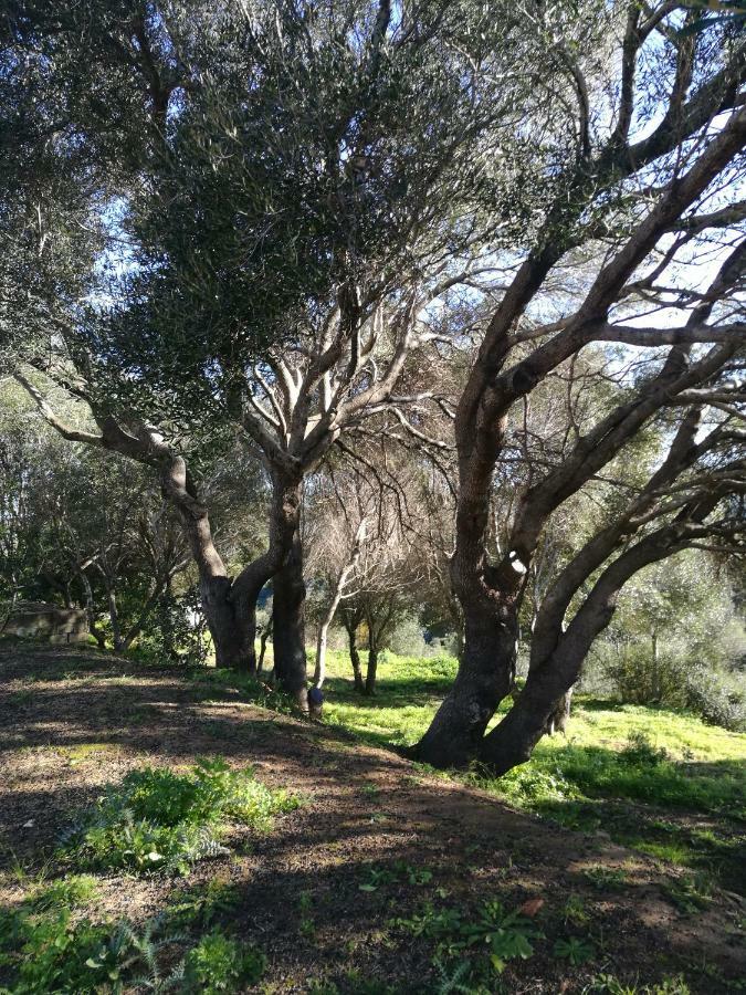 Appartamento L'Albero Magico Nella Campagna Gallurese 圣特雷莎加卢拉 外观 照片